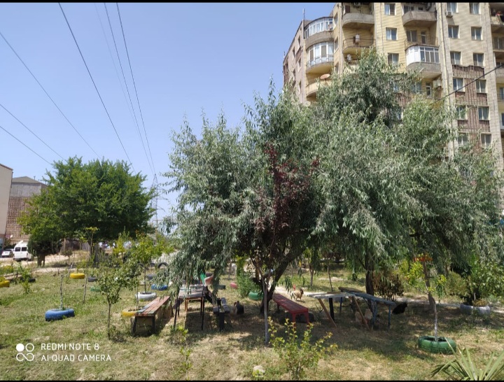 Abşeron Rayonu Məmmədli qəsəbəsi, Mənzil Kommunal Xidmətlər ıdarəsinin rəisi, Sahibkar Afət Yusifova.