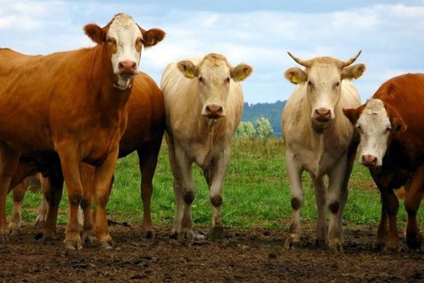 Salyanda fermadan dörd baş inək oğurlanıb