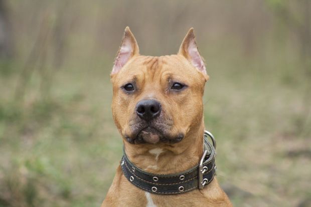 Moskvada it epilepsiya tutması keçirən sahibini öldürdü