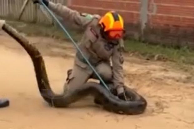 Braziliyada nəhəng ilan xilasedicilərə çətin anlar yaşatdı - VİDEO