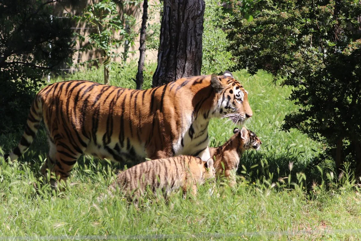 Bakı Zooloji Parkında Amur pələngi balaları dünyaya gəlib