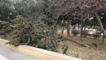 Heydər Əliyev parkındakı ağaclar məhv olur-İcra Hakimiyyəti isə…?-VİDEO