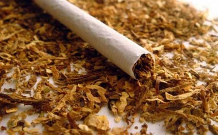 Bu il Azərbaycan tütün idxalına çəkdiyi xərci 34 % artırıb