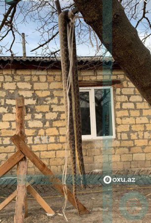 Azərbaycanda həyət evindən 6 metrlik ilan tapıldı - FOTO